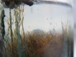 silicate-garden-111.jpg