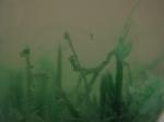 silicate-garden-72.jpg