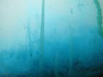 silicate-garden-9.jpg